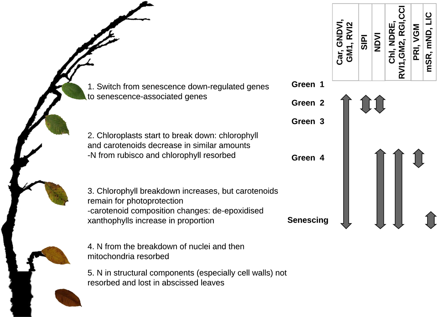 Diagram of hyperspectral index wavelength ranges tracked to leaf senescence stages